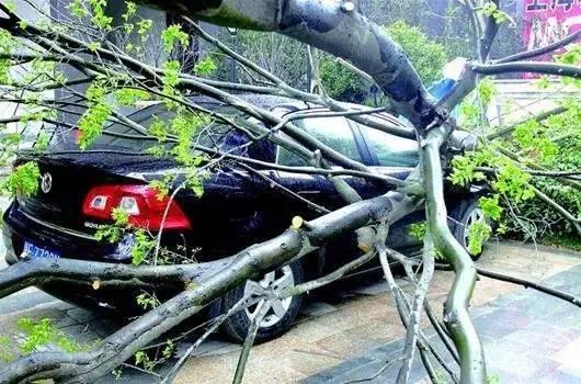 车被树砸了?手把手教你拿到赔偿!