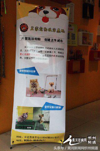 忻州建起首家流浪狗收容所 忻州建起首家流浪狗收容所