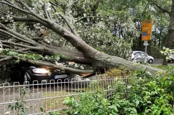 车被树砸了?手把手教你拿到赔偿!