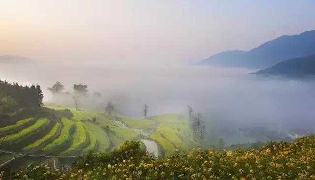 吟首明媚的诗，醉在2017各地最新春景图