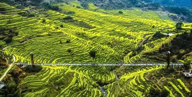 吟首明媚的诗，醉在2017各地最新春景图