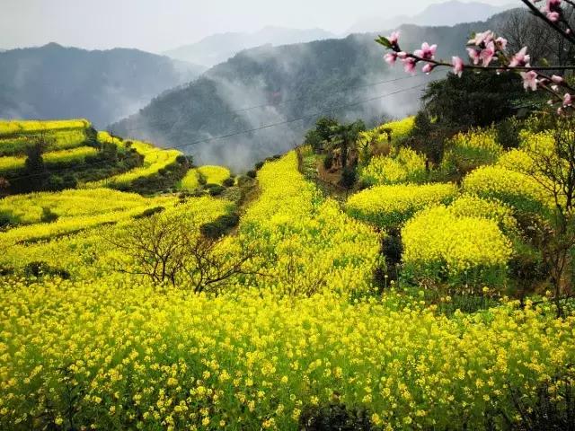 吟首明媚的诗，醉在2017各地最新春景图