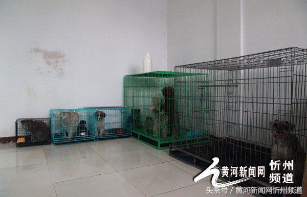 忻州建起首家流浪狗收容所 忻州建起首家流浪狗收容所