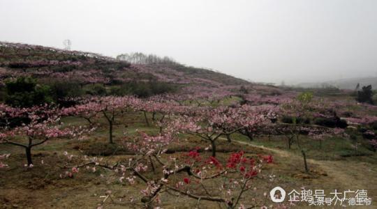 桃花山