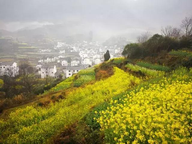吟首明媚的诗，醉在2017各地最新春景图