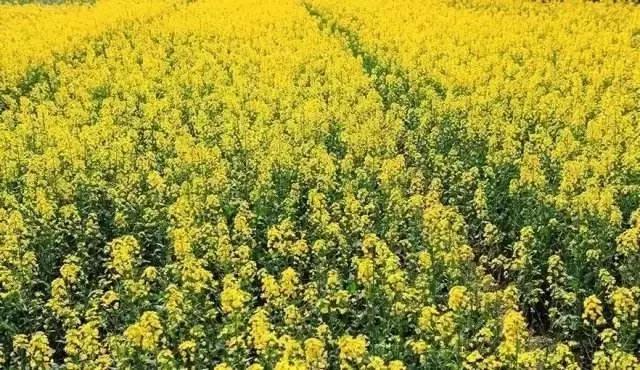 濮阳最全赏花全攻略！油菜花、樱花、桃花、杏花，一次看够！