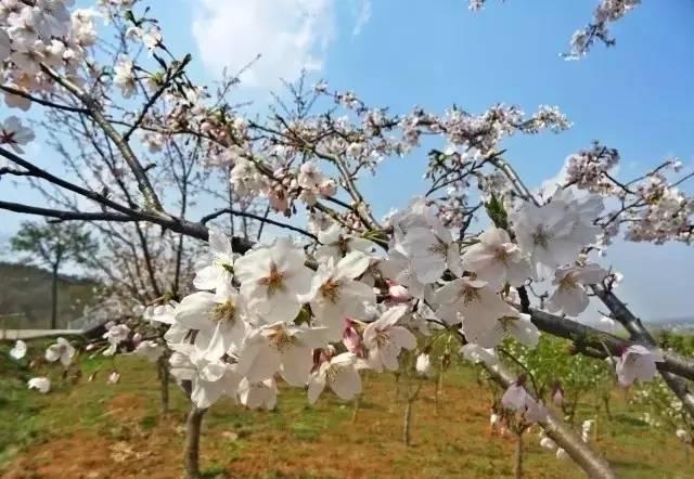 南京平山森林公园樱花谷的樱花已经美爆 这里有七山八