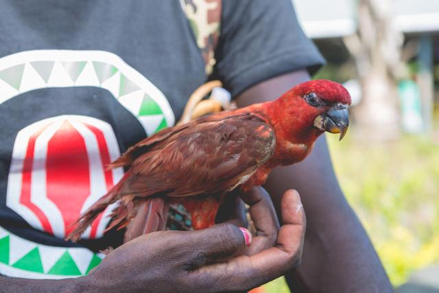 在神秘的食人族国度，土著教我吃&ldquo;醉槟郎&rdquo;