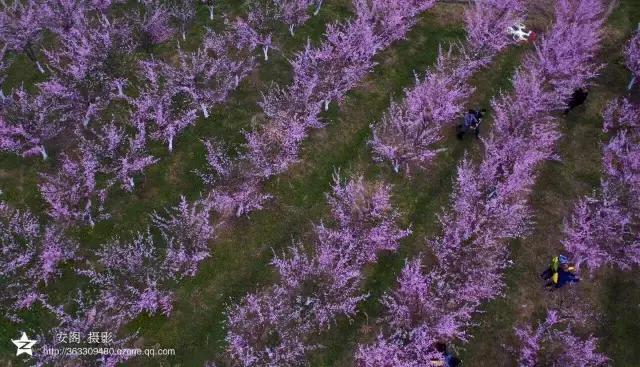 吟首明媚的诗，醉在2017各地最新春景图