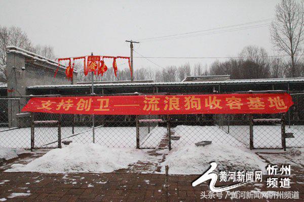 忻州建起首家流浪狗收容所 忻州建起首家流浪狗收容所