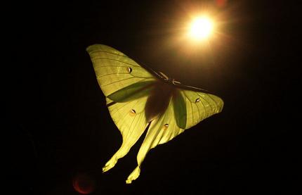 从生物学角度来看,春蚕到死丝方尽这句诗其实