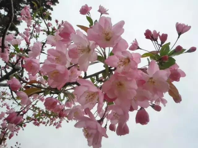 濮阳最全赏花全攻略!油菜花、樱花、桃花、杏花,一次看够! 濮阳最全赏花全攻略!油菜花、樱花、桃花、杏花,一次看够!