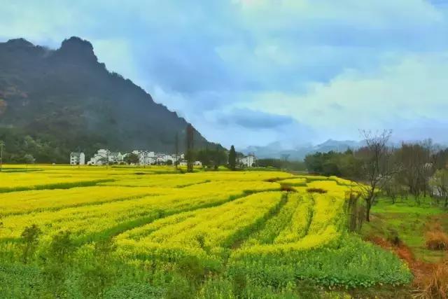 吟首明媚的诗，醉在2017各地最新春景图