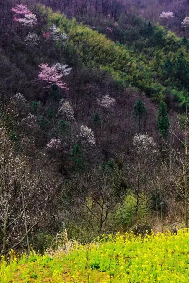 吟首明媚的诗，醉在2017各地最新春景图