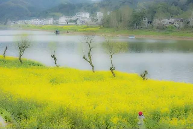 吟首明媚的诗，醉在2017各地最新春景图