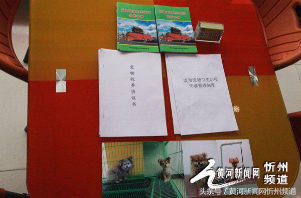 忻州建起首家流浪狗收容所 忻州建起首家流浪狗收容所