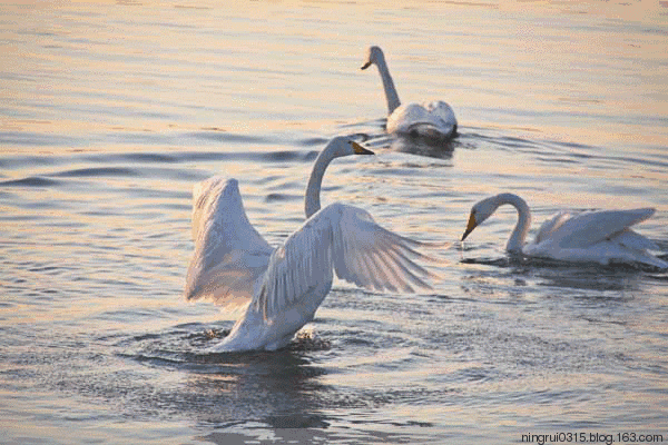 锦州观赏天鹅最佳攻略天鹅翩翩入画来