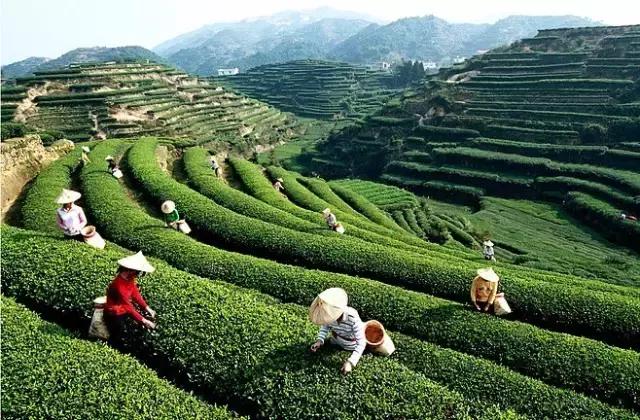 嫩绿的新芽就占满枝头几乎一夜之间从冬天的酣梦里苏醒茶山上一棵棵久