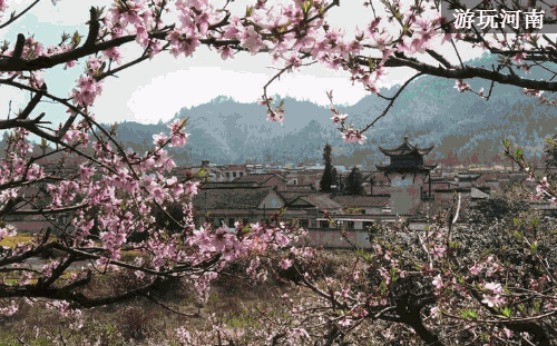 河南这些绝美桃花风景地,全免门票了!错过再等一年