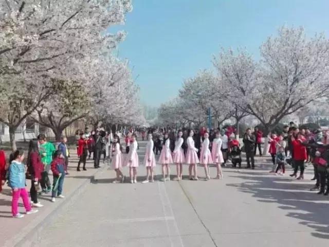 濮阳最全赏花全攻略！油菜花、樱花、桃花、杏花，一次看够！