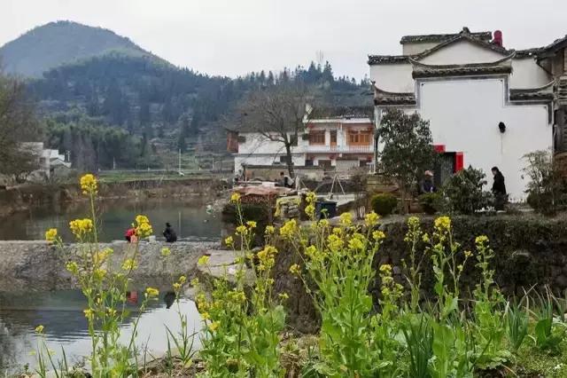 吟首明媚的诗，醉在2017各地最新春景图