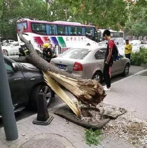 车被树砸了?手把手教你拿到赔偿!