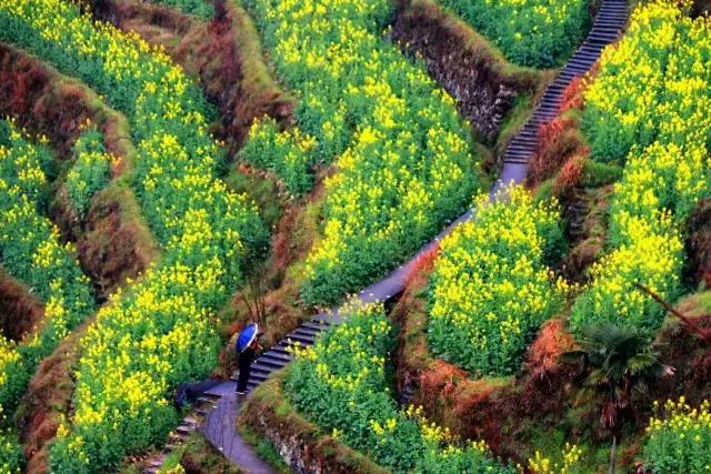 吟首明媚的诗，醉在2017各地最新春景图