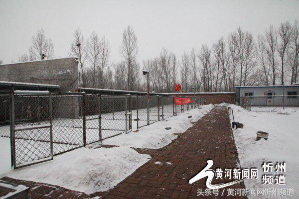 忻州建起首家流浪狗收容所 忻州建起首家流浪狗收容所
