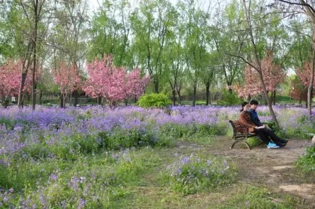 濮阳最全赏花全攻略!油菜花、樱花、桃花、杏花,一次看够! 濮阳最全赏花全攻略!油菜花、樱花、桃花、杏花,一次看够!