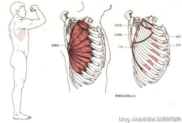 翼状肩，美丽的错误