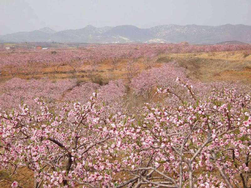 漫步花海,保定周边赏花全攻略奉上!