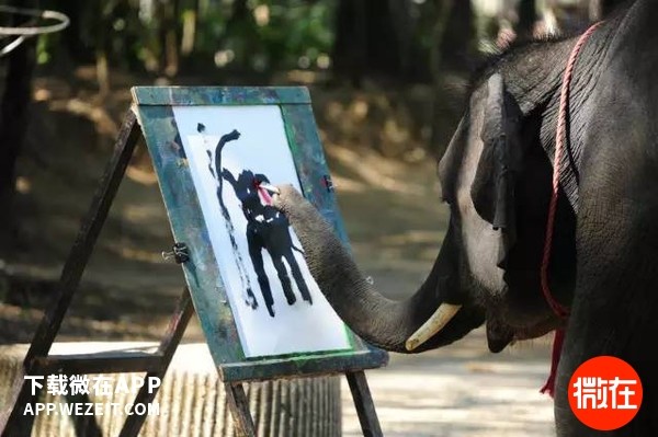 大象鼻子异常敏感，每画一笔，大象们感到的不是自豪的成就感，而是无尽的不适和疼痛。