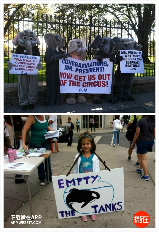 这些表演中的动物们活着比死了更难受