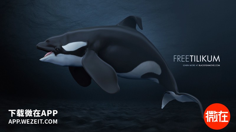 这些表演中的动物们活着比死了更难受