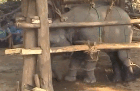 这些表演中的动物们活着比死了更难受