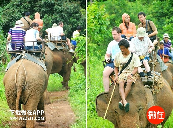 这些表演中的动物们活着比死了更难受