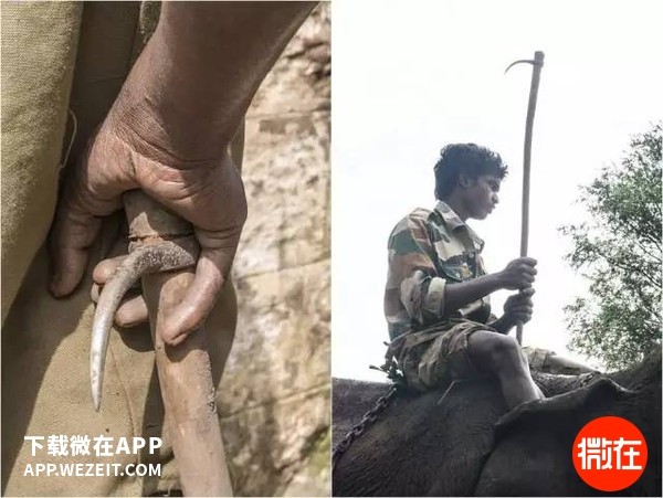 象钩（Bullhooks）