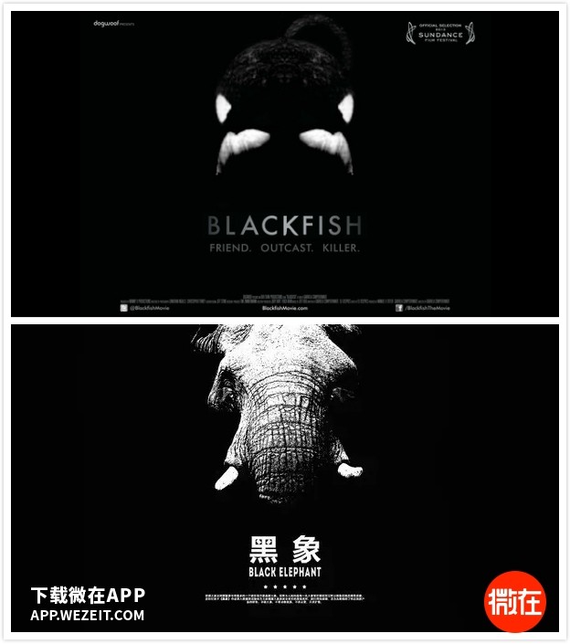 这些表演中的动物们活着比死了更难受