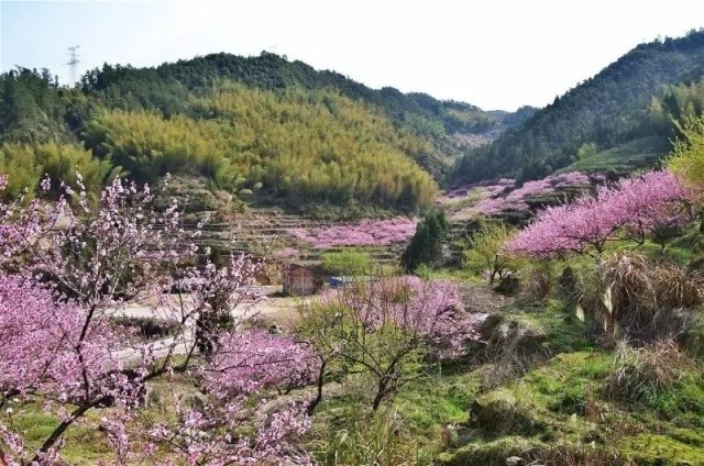 缘定三月 | 桃花盛开我在福鼎等你