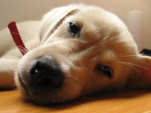 人接触到得了犬瘟热的狗狗回家该怎么消毒或者预防?
