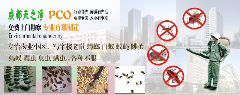 飞蚂蚁和隐翅虫的区别|成都灭虫公司