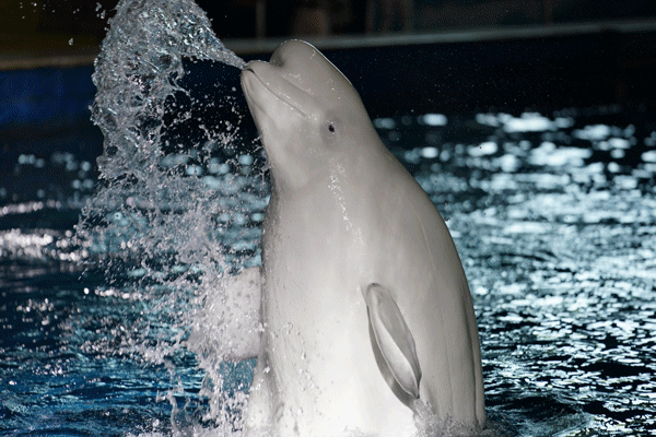 600_400gif 动态图 动图