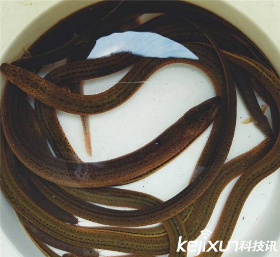 独家曝光女主播琪琪直播:黄鳝钻下体不雅视频