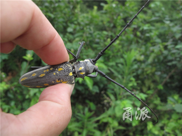 (云斑天牛——一种体形较大的甲虫)(中华奥锹甲——又名"剪刀虫")(紫