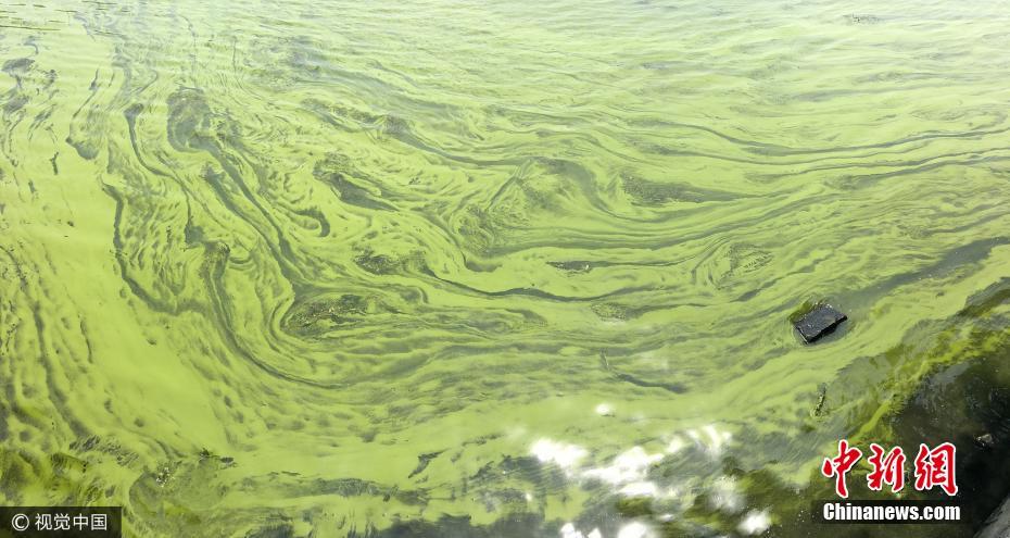 無錫氣溫升高太湖藍藻氾濫局部水域全覆蓋