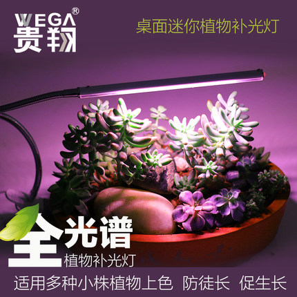 选择多肉补光灯的小窍门肉迷必备知识哦