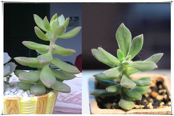 选择多肉补光灯的小窍门肉迷必备知识哦