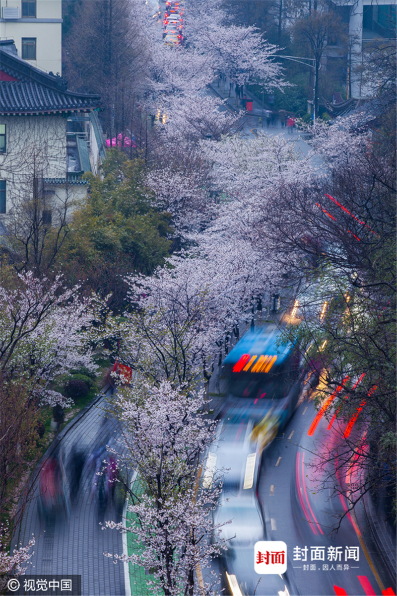 南京鸡鸣寺樱花雨中开放美如画