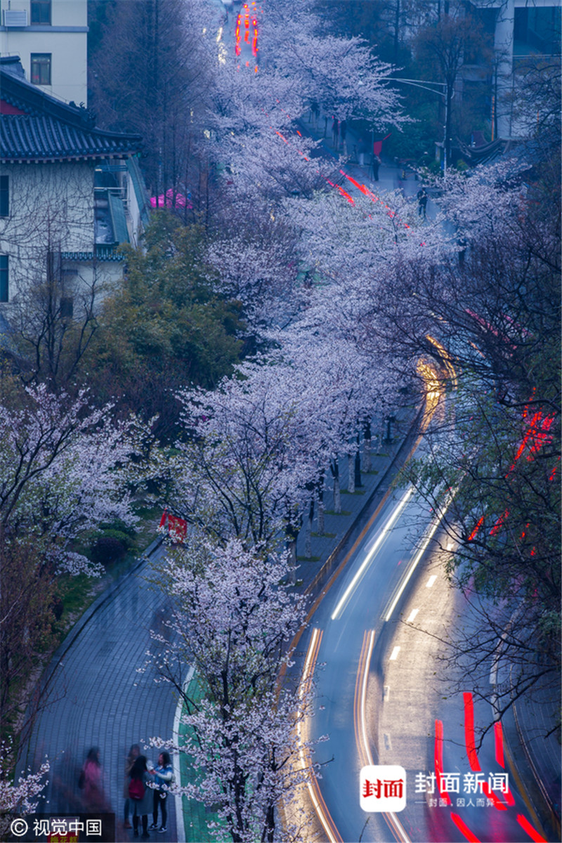 南京鸡鸣寺樱花雨中开放美如画