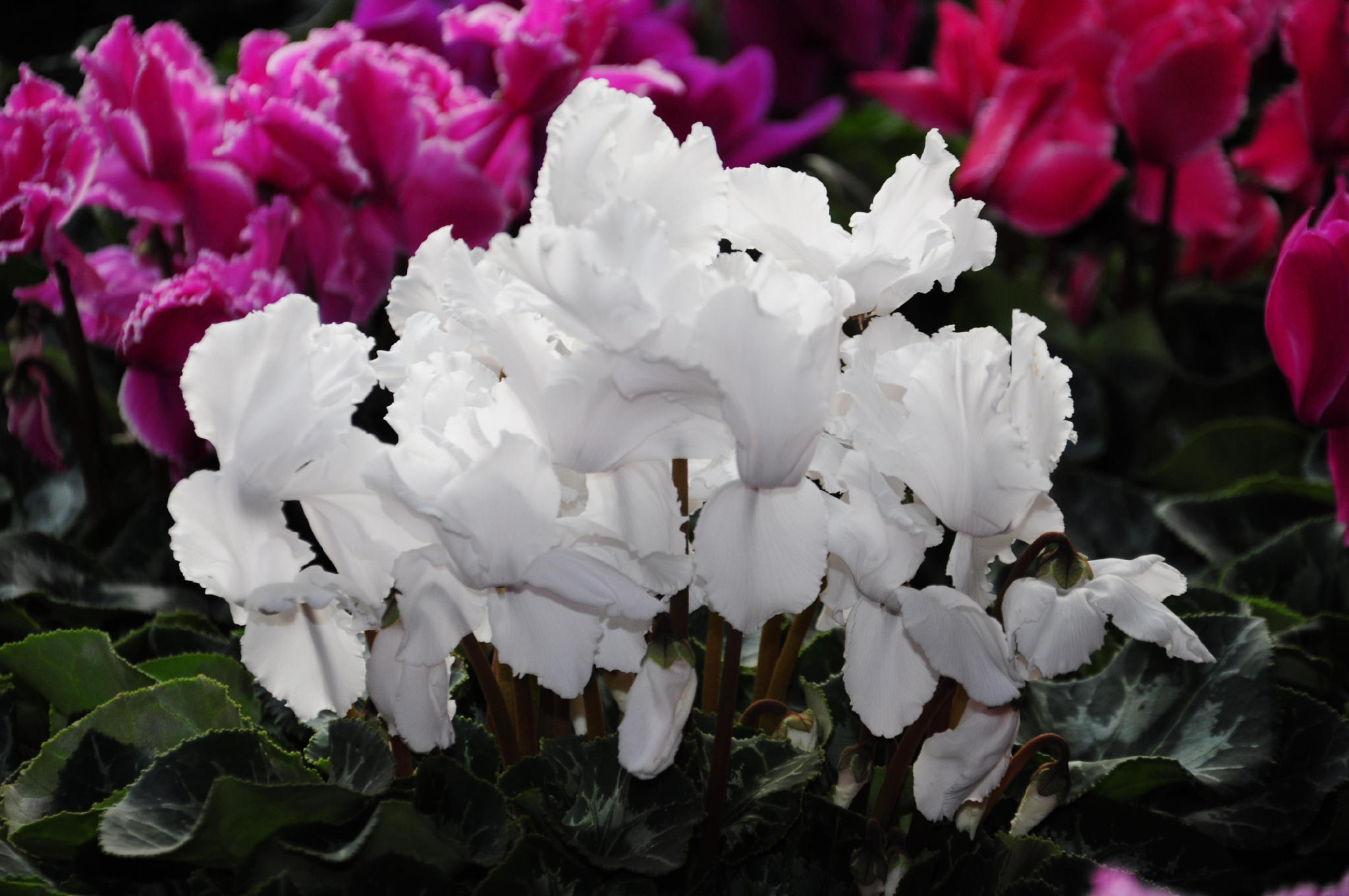 过年的时候你会买一盆白色的仙客来吗